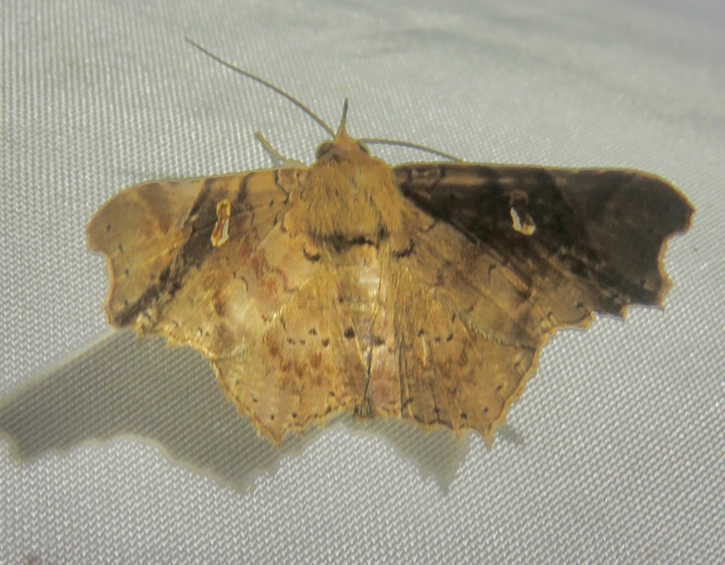 Euclystis recurva