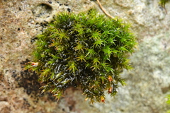 Schistidium crassipilum