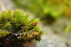 Schistidium crassipilum