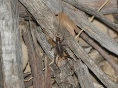 Gryllomorpha dalmatina