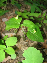 Viola pubescens