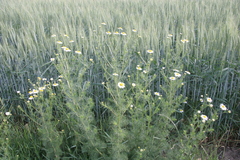 Tripleurospermum