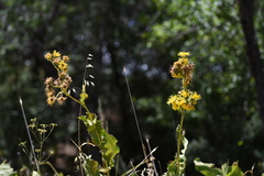 Inula grandis