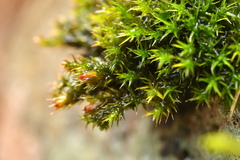 Schistidium crassipilum