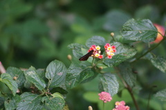 Miltomiges cinnamomea