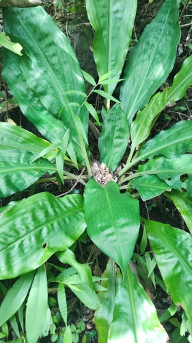 Palisota (Palisota bracteosa)
