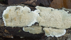 Steccherinum nitidum