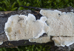 Steccherinum nitidum