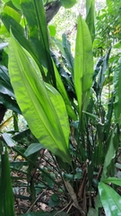 Heliconia bihai