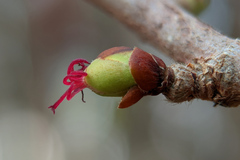 Corylus avellana