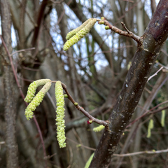 Corylus avellana