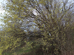 Corylus avellana