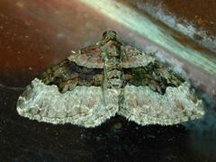 Xanthorhoe lacustrata