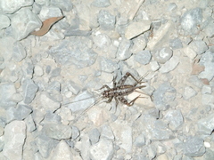 Gryllomorpha dalmatina