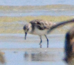 Calidris minuta