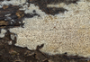 Xylodon raduloides - Photo (c) Filip Fuljer, some rights reserved (CC BY-NC), uploaded by Filip Fuljer