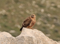 Buteo rufinus cirtensis