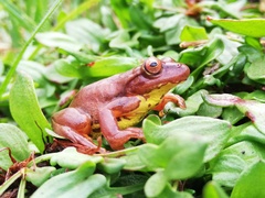 Dendropsophus bogerti