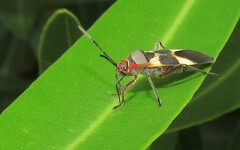 Oncopeltus unifasciatellus