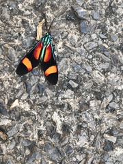 Cyanopepla submacula