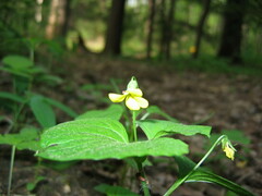 Viola pubescens