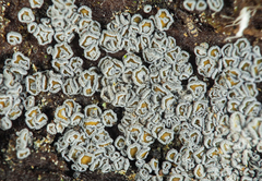 Proliferodiscus pulveraceus