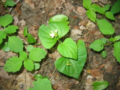 Viola pubescens