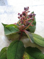 Miconia capitellata