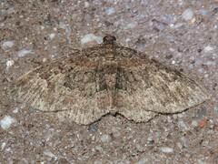 Xanthorhoe lacustrata