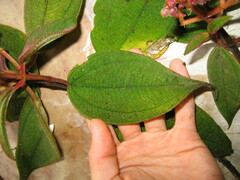 Miconia capitellata