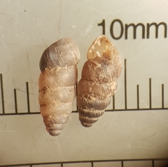 Pupilloidea