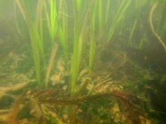 Zostera