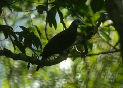Ducula poliocephala