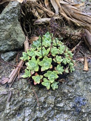 Dudleya farinosa