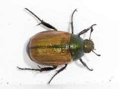 Anomala dubia