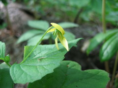 Viola pubescens