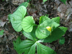 Viola pubescens