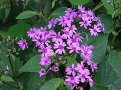 Pericallis