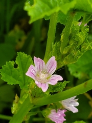 Malva nicaeensis