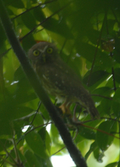 Ninox philippensis