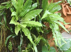 Asplenium nidus