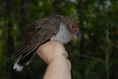 Phapitreron amethystinus maculipectus