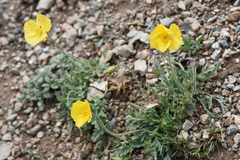 Papaver croceum