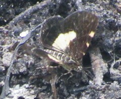 Heterusia