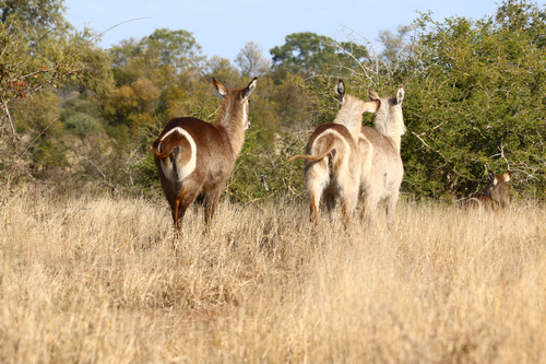 Waterbuck
