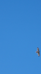 Buteo jamaicensis