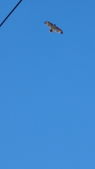 Buteo jamaicensis