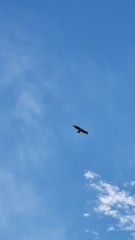 Buteo jamaicensis