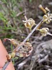 Drimia elata
