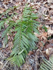 Dryopteris affinis